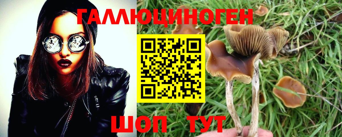 Ачхой-Мартан  Псилоцибиновые грибы MAGIC MUSHROOMS  Галлюциногенные грибы GOLDEN TEACHER  Вход с VPN 